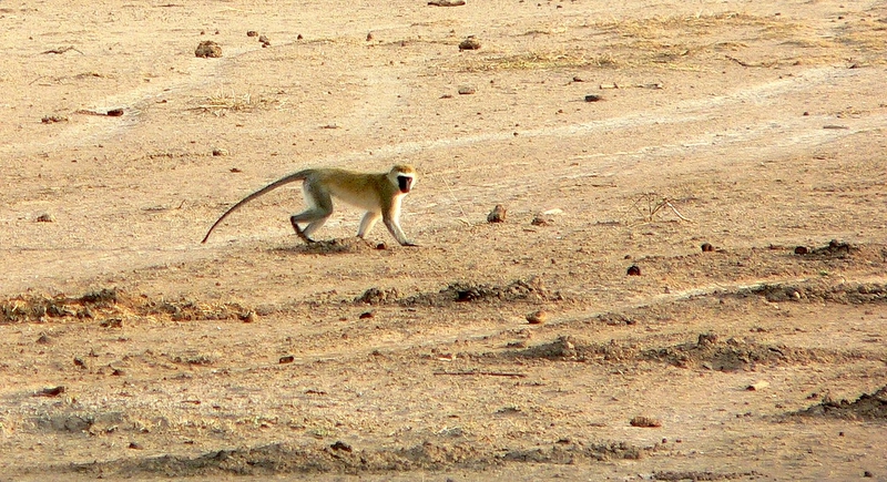 A Vervet Monkey