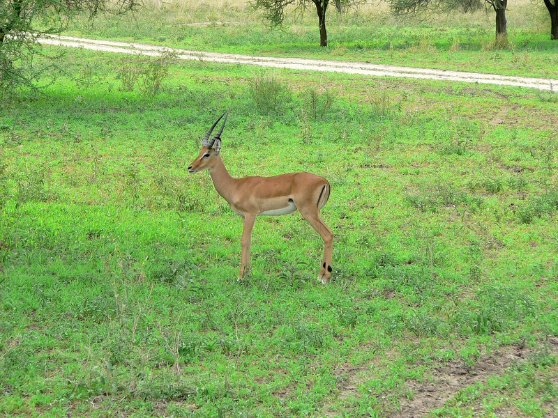Impala
