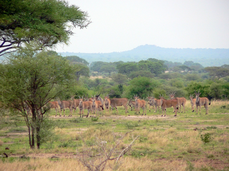Herd of Eland