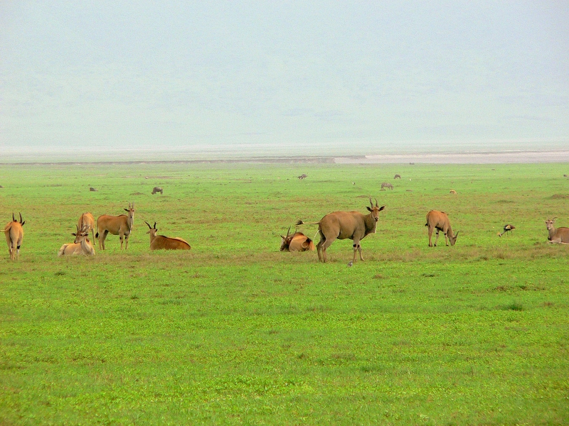 Eland