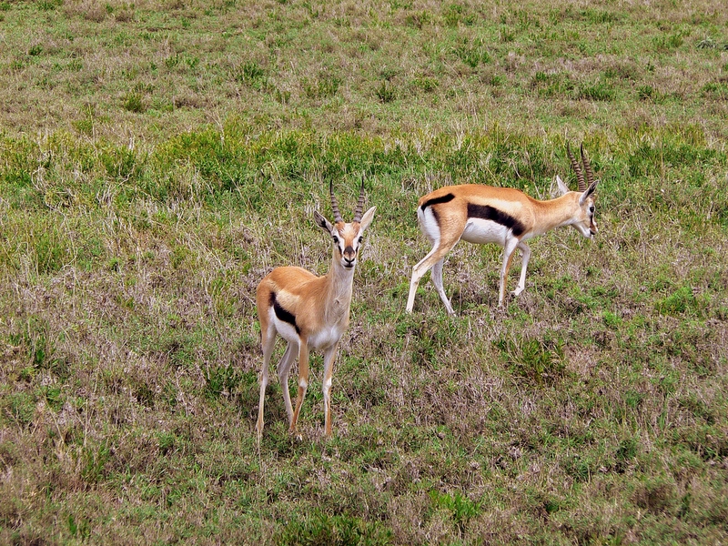 Thomson Gazelles (didnt have any close ups of gazelles from this trip so I borrowed one from 2006 :)