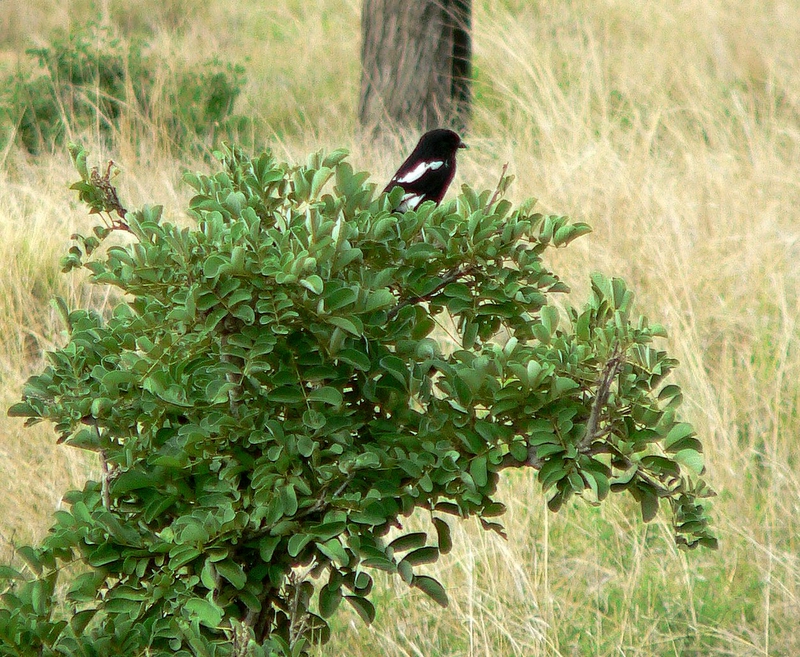 Blacksmith Plover