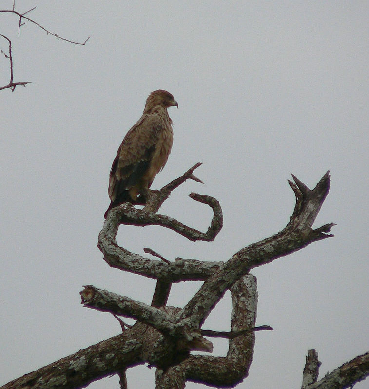 Tawny Eagle