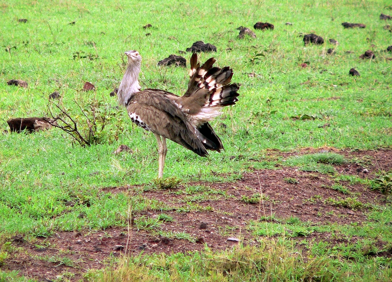 Secretary Bird
