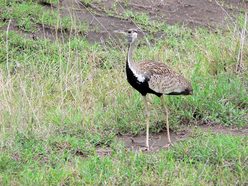 Kori Bustard (the largest flying bird - up to 42 lbs.)