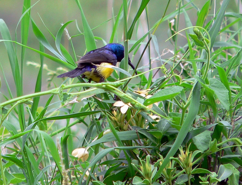 Sunbird