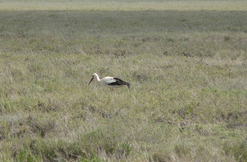 White Stork