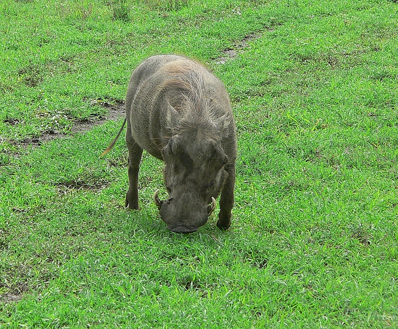 More Warthog