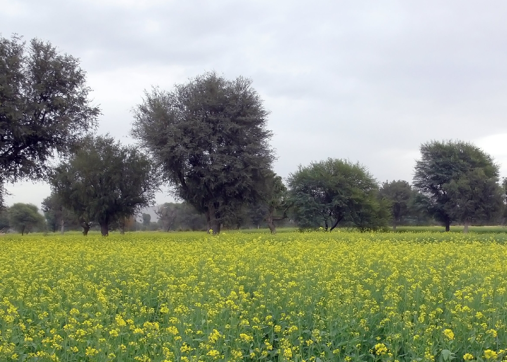 A Field of Mustard Plants