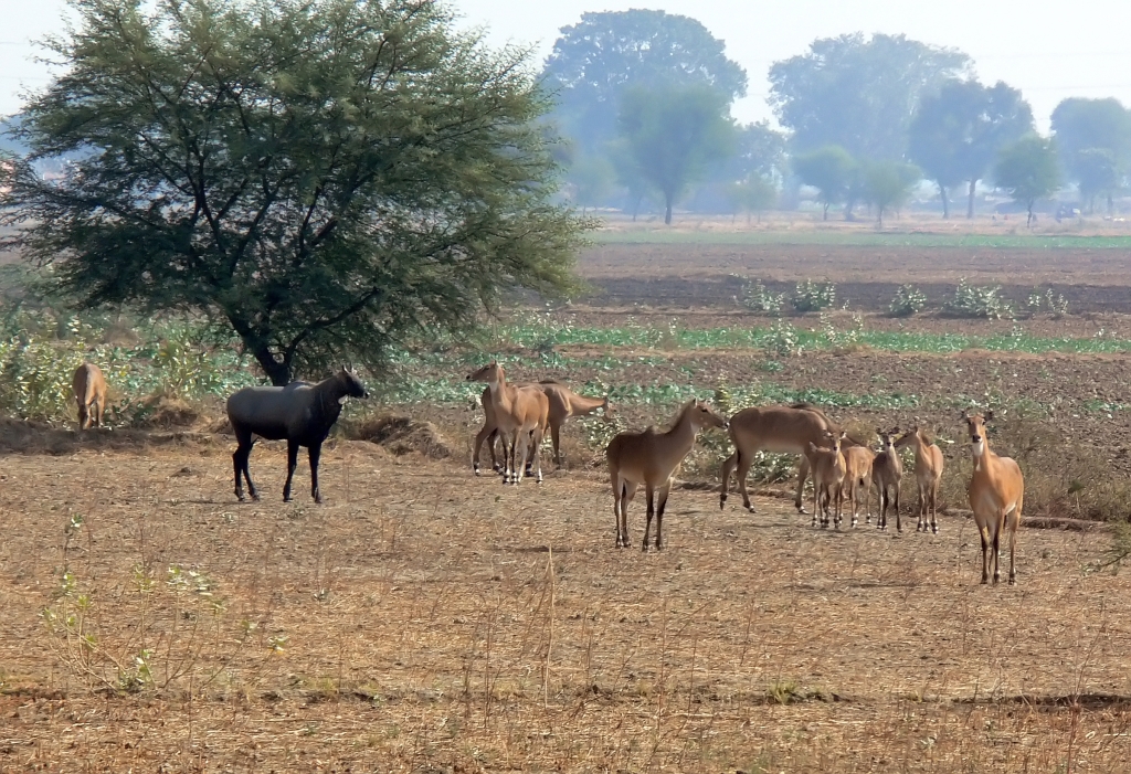 A Herd of Nilgai  (largest of the Asian Antelope family)
