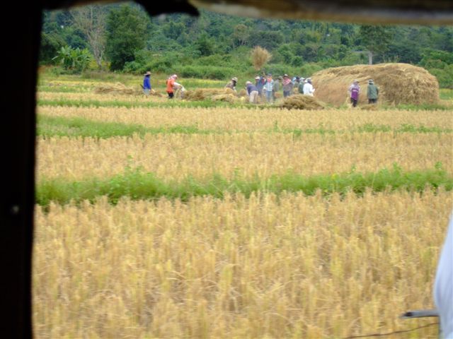 people working in the rice fields