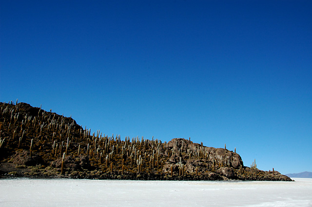 Isla Inca Wasi on the Salar de Uyuni
