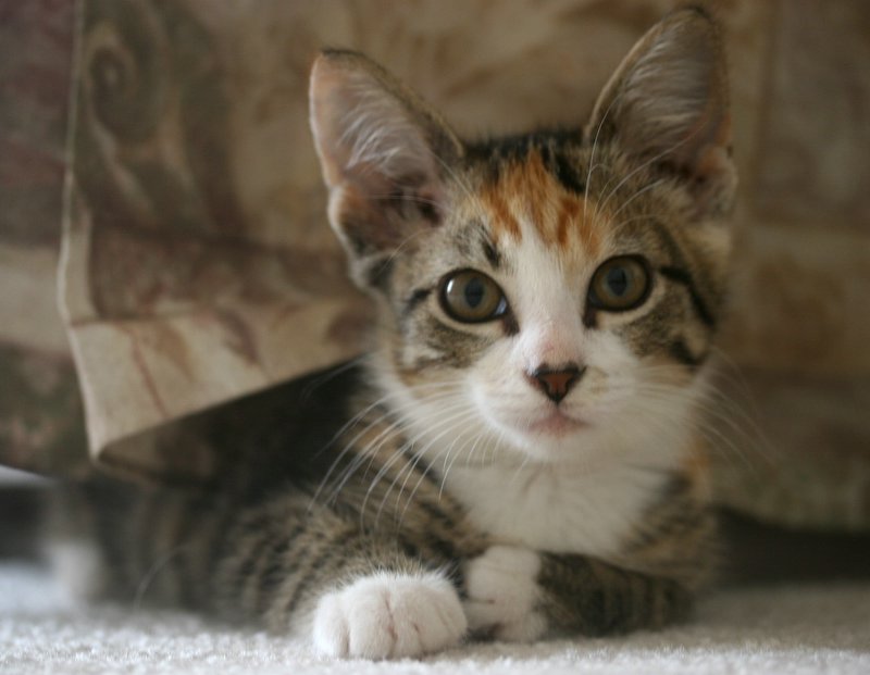 Kevins new kitten