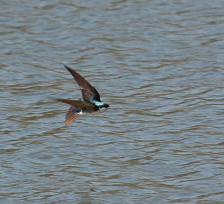 Tree Swallow on the fly
