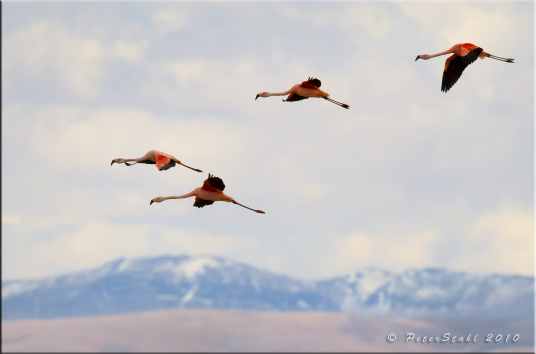Chilean Flamingoes flying over the Andes.jpg