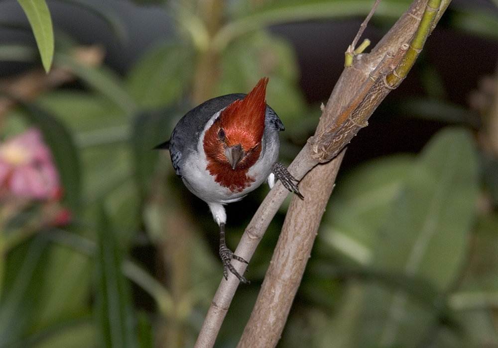 red crested cardinal stare.jpg
