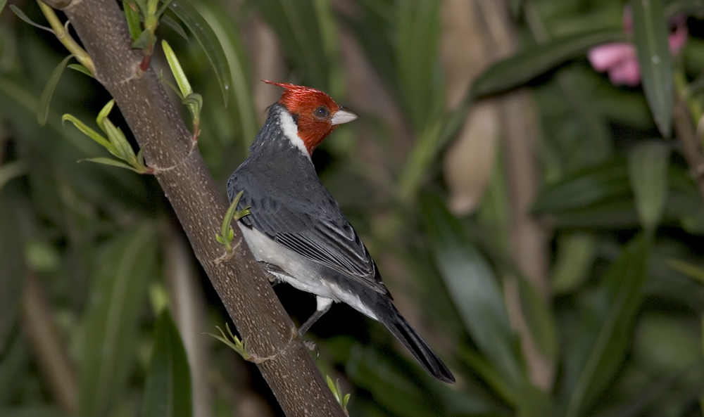 Red crested cardinal over the shoulder.jpg