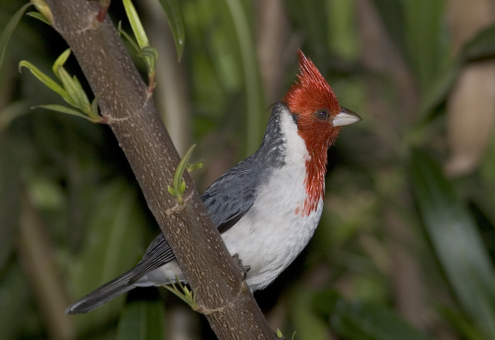 red crested cardinal  side profile.jpg