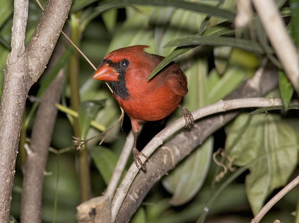 Northern Cardinal peeking.jpg