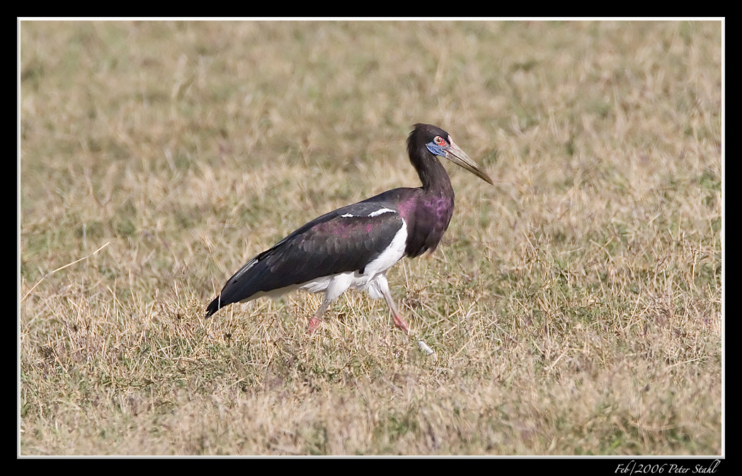 Abdims Stork.jpg