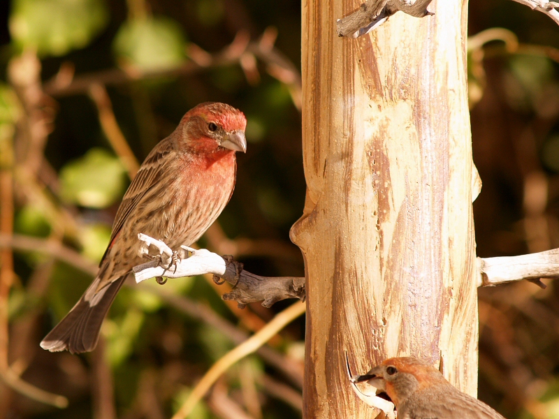 Finches 1.jpg