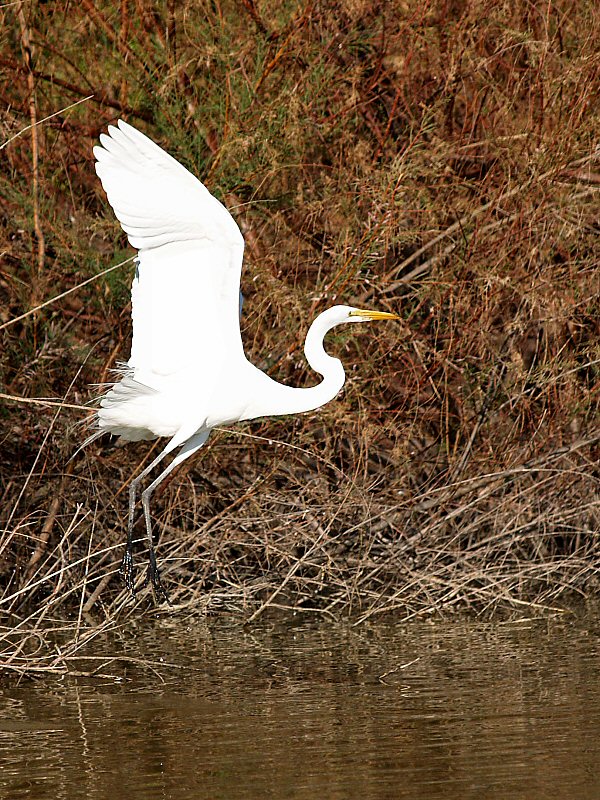 Egret Take Off lo rez.jpg