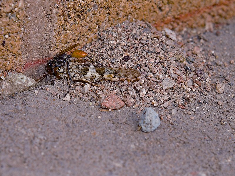 Spider Wasp 2 cropped lo rez.jpg