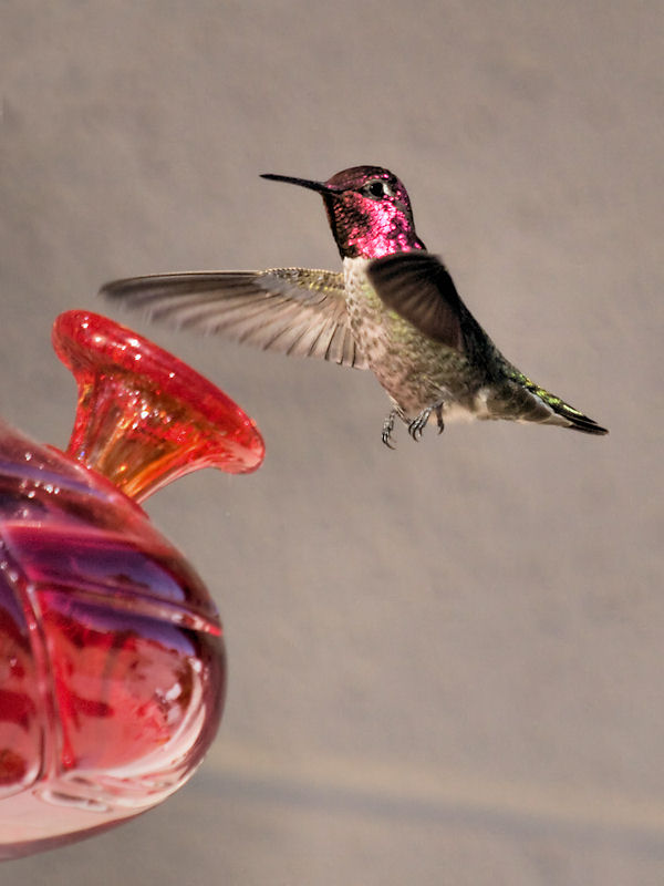 Hummingbird 07.jpg