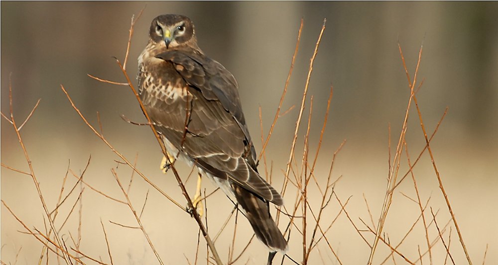 Northern Harrier