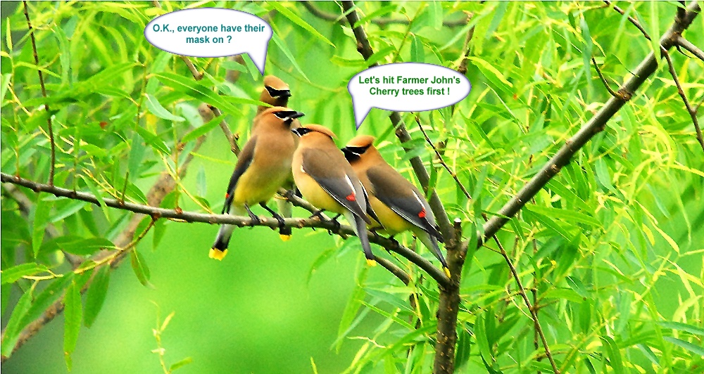 Cedar Waxwings