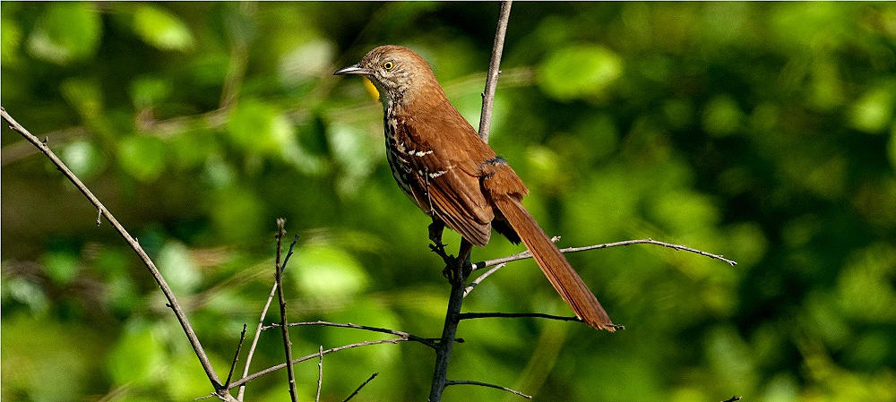 Brown Thrasher 