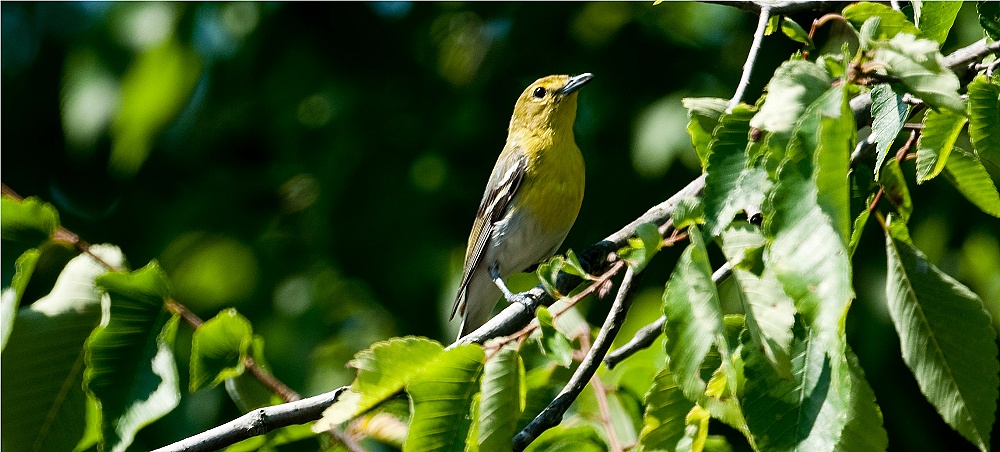 Yellow-throated Vireo