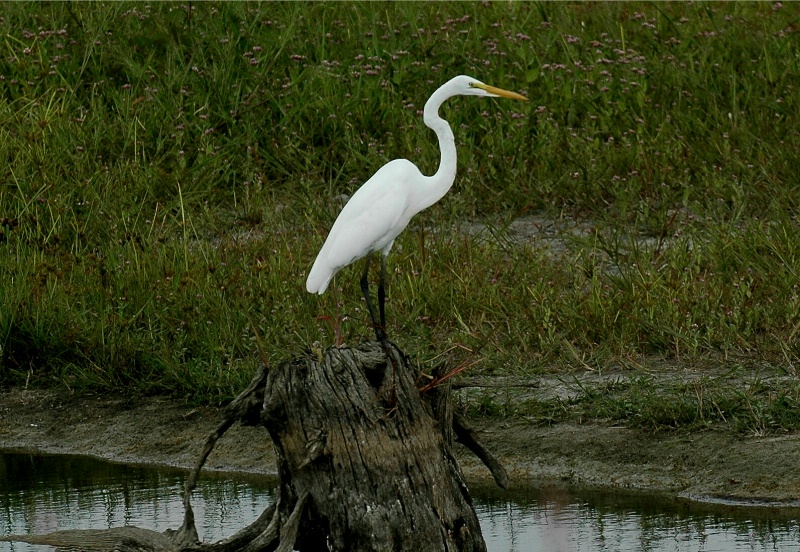 Great Egret (Ardea alba)