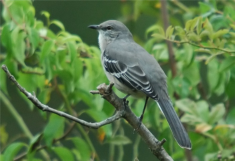 Northern Mockingbird (Mimus polyglottos) 