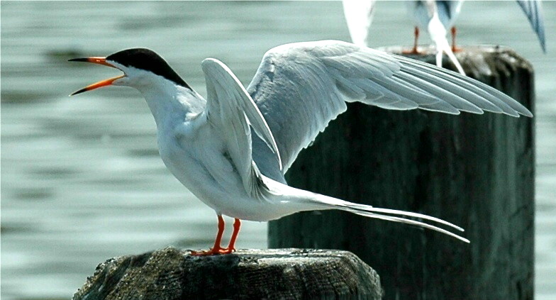 Common Tern (Sterna hirundo) - Actually a Forsters Tern