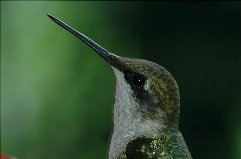 Hummingbird Close-Up