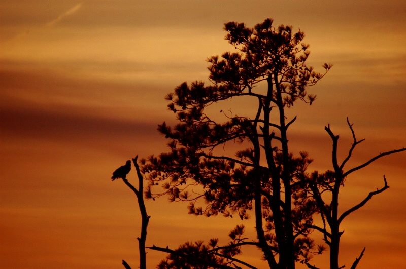 Eagle Silhouette at Sunset.JPG