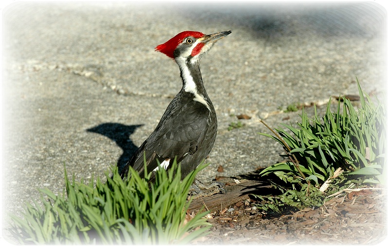 Pileated Woodpecker 39.JPG