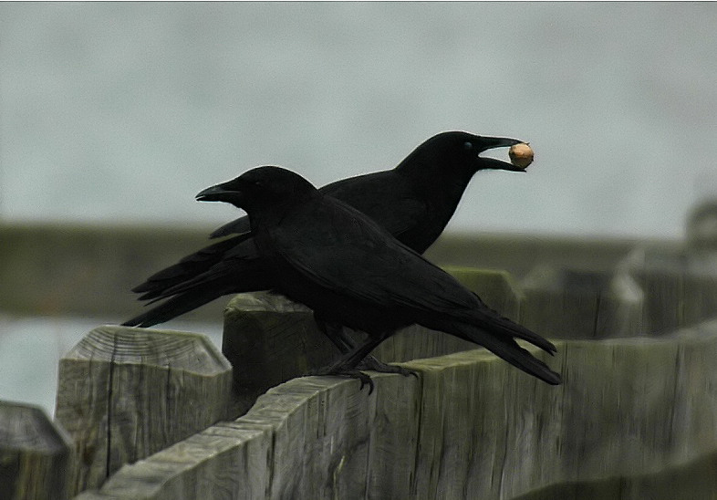 American Crow (Corvus brachyrhynchos)