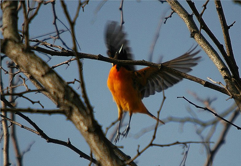 Baltimore Oriole