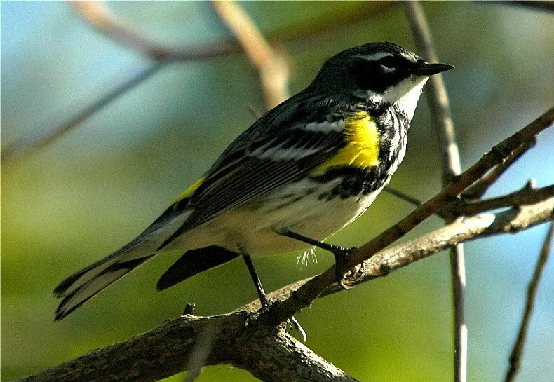Yellow-Rumped Warbler, or Myrtle Warbler (Dendroica coronata)