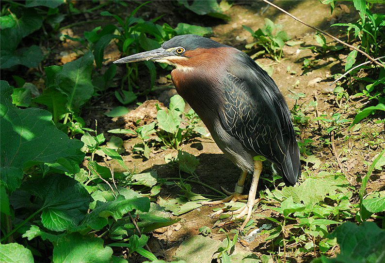 Green Heron (Butorides virescens)