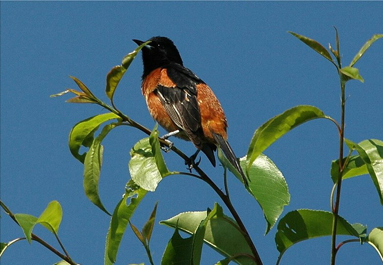 Orchard Oriole - Male #1