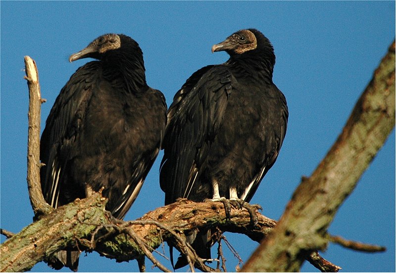 Black Vulture (Coragyps atratus)