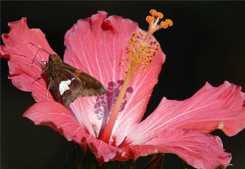Silver-spotted Skipper.JPG