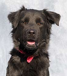 Shadow - SPCA