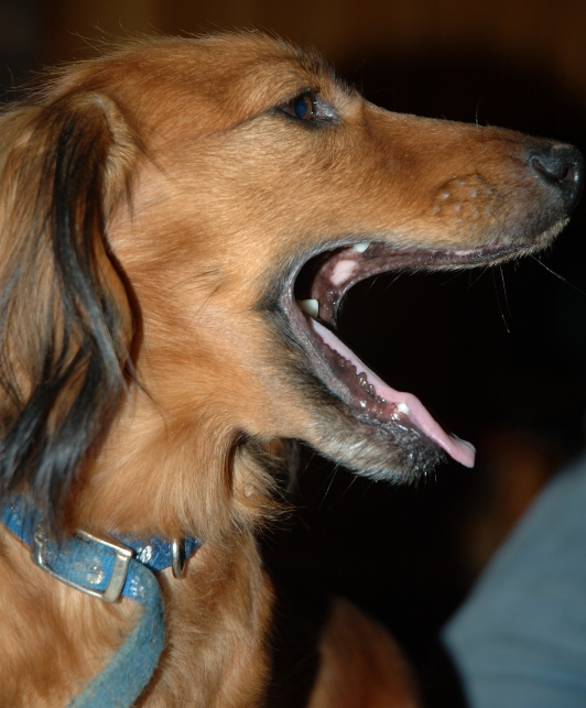 DSC_0616 800 crop.JPG