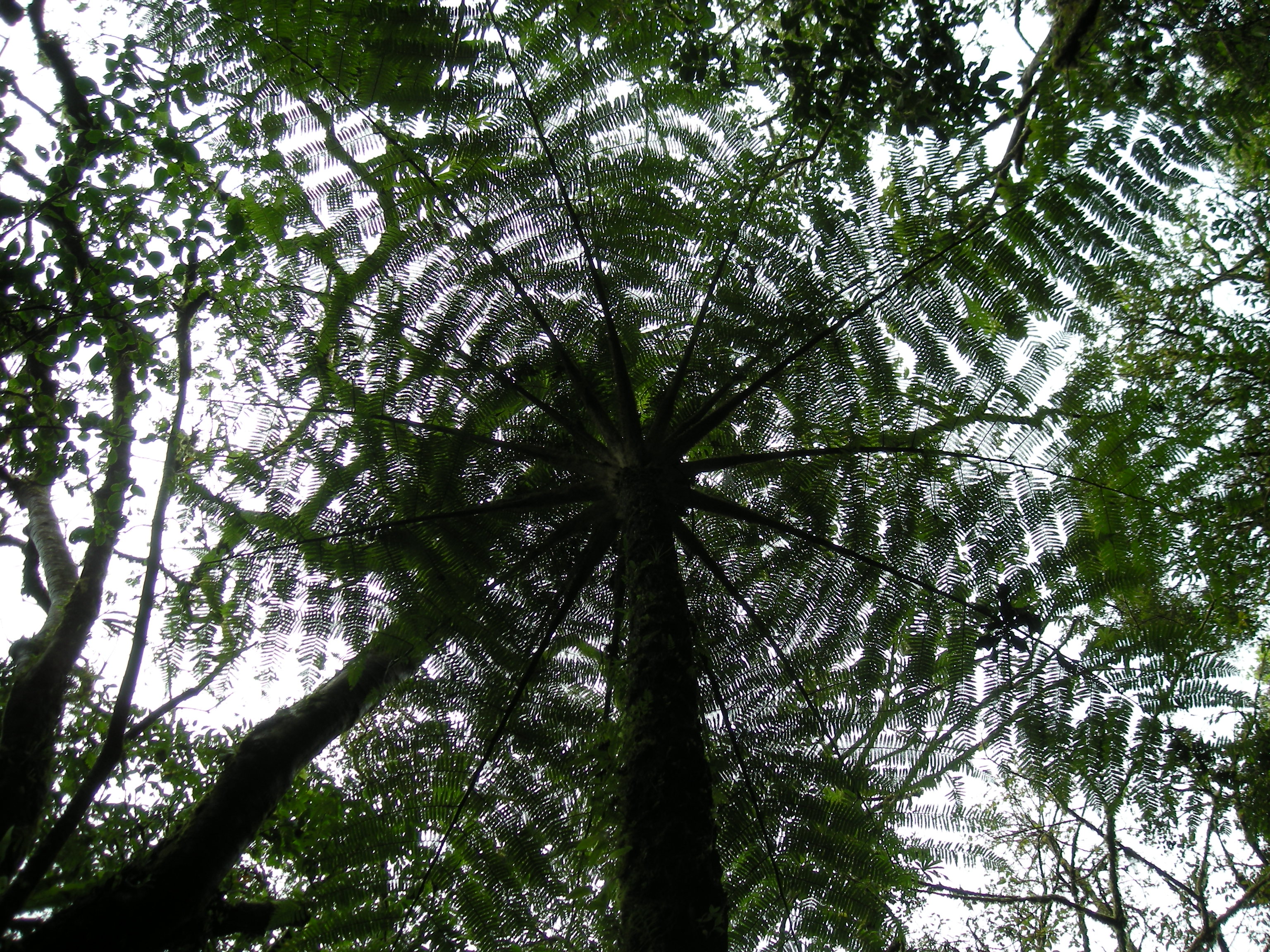 Looking up, Monteverde Cloudforest, Costa Rica.