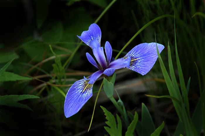 Those Wildflowers