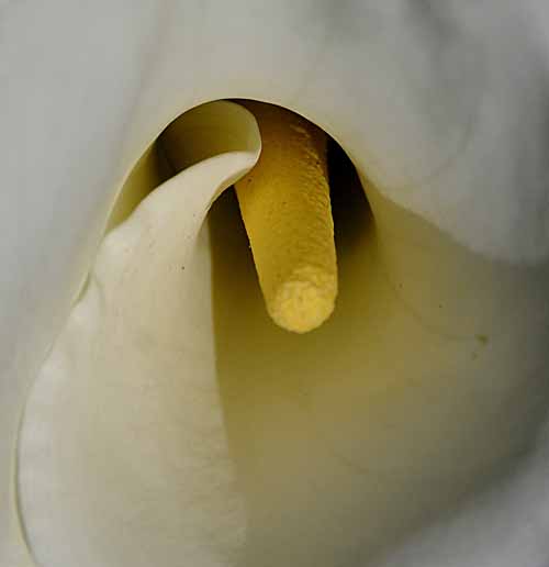 Cala Lily